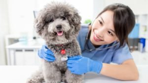 A close-up shot of a smiling veterinarian and a grey fluffy dog.